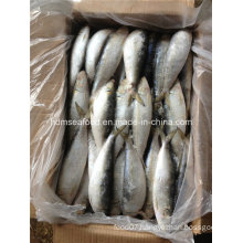 Frozen Big Specification Fresh Sardine Fish